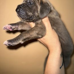 Martin - Blue brindle male Great Dane puppy in Latrobe, Pennsylvania from Country Danes