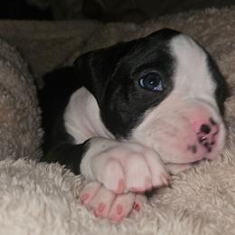GREY COLLAR - Brindle male Boxer puppy in Gloucester, Virginia from Keen Boxers
