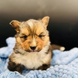 Tri boy 4 WITH tail fluffy - Black and tan male Pembroke Welsh Corgi puppy in Hale, Michigan from All Hale Corgis