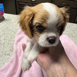 Brad - Blenheim male Cavalier King Charles Spaniel puppy in New Braunfels, Texas from PAW’S Cavaliers