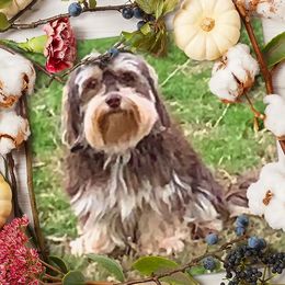 Timmy - Havanese
