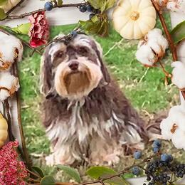 Timmy - Havanese
