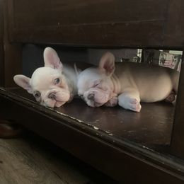 French Bulldog Puppies from De Lux Frenchies