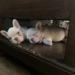 French Bulldog Puppies from De Lux Frenchies