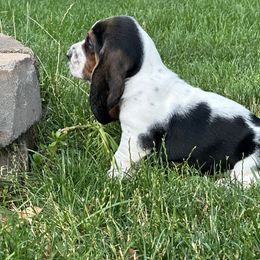 Basset Hound Puppies from Basset Hound Puppies of Michigan