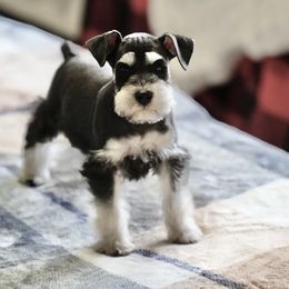 Reserved Black & Silver Purple Bow - Miniature Schnauzer puppy from Snowflake Schnauzers