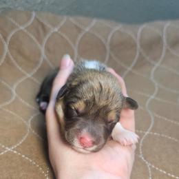 Caramel - Sable male Pembroke Welsh Corgi puppy in Washington from Castle View Royal Rumps