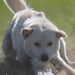 Jindos from YooShin Kennels