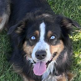 Annie - Australian Shepherd