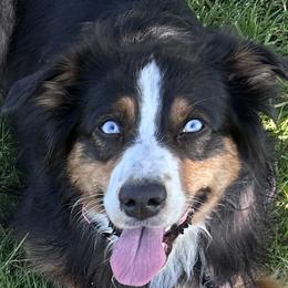 Annie - Australian Shepherd