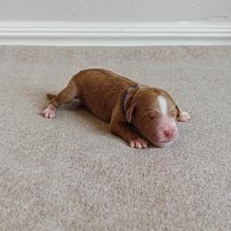 Dark Blue Boy - Apricot male Goldendoodle puppy in Guthrie, Oklahoma from Edmond Doodles, LLC