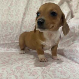 Girl 1 - Red female Dachshund puppy in Galax, Virginia from Dells  Dachshund’s