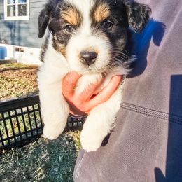 Australian Shepherd Puppies from Lake Daze