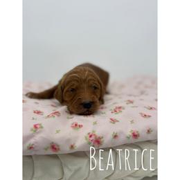 Beatrice - Red  female Goldendoodle puppy in Smithfield, Kentucky from KBK9 Kennels