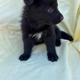 Dark blue - Black male German Shepherd puppy in Jennings, Kansas from Lost Creek German Shepherds LLC