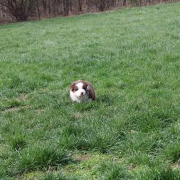 Australian Shepherd Puppies from Starlit Grove Australian Shepherds