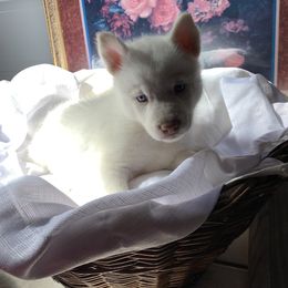 Siberian Husky Puppies from Betty's Huskies