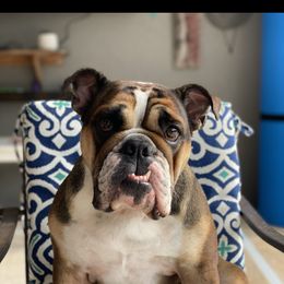 Stella - Bulldog
