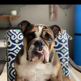Stella - Bulldog