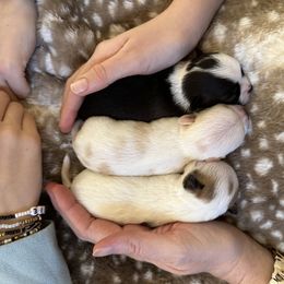 Chihuahua and Labrador Retriever Puppies from Gold Country Chihuahuas