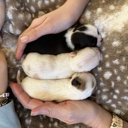 Chihuahua and Labrador Retriever Puppies from Gold Country Chihuahuas