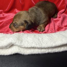 Crumpet - Wild  boar and tan male Dachshund puppy in St Johns, Arizona from Glamorous Doxies
