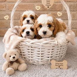 Beau - Blenheim male Cavapoo puppy in Malad, Idaho from Sunny Hill Puppies