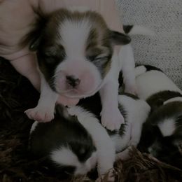 Girl2 - Gold and white female Shorkie puppy in Idaho from Little Rascal Ranch
