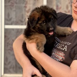 Cayman - Black and red German Shepherd puppy in Mansfield, Texas from House Wolf Kennels
