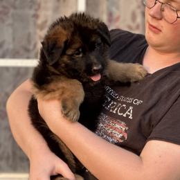 Cayman - Black and red German Shepherd puppy in Mansfield, Texas from House Wolf Kennels