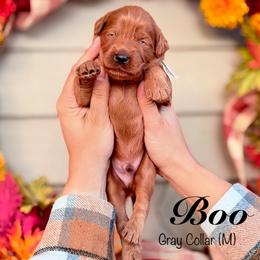 Boo - Red  male Goldendoodle puppy in Mendon, Massachusetts from Comfort & Cuddle Co