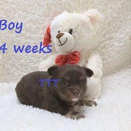 Chocolate boy - Chocolate and tan male Chihuahua puppy in Medina, Ohio from T Tiny Treasures