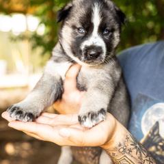 Puppy 3 - Black and white male Gerberian Shepsky puppy in Louisville, Kentucky from Arsen's Purebreds & Hybrids