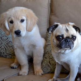 American Eskimo Dogs and Golden Retrievers from Gold Ducat Kennels
