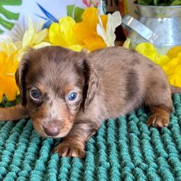 Reeses - Dapple male Dachshund puppy in Bakersfield, California from Pretty Dachshunds 661