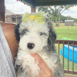 Boy 5 (blueberry) - Blue merle male Aussiedoodle puppy in Paradise, Texas from Diamond Z Poodles & Doodles