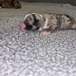 Freedom - Blue merle female Toy Australian Shepherd puppy in Humansville, Missouri from Tater Tot aussies