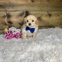 Lanson - Cream male Maltipoo puppy in Middlebury, Indiana from Pine Grove Canines