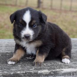 Milo - Black tri male Miniature Australian Shepherd puppy in Evant, Texas from Lazy VT Bar Ranch