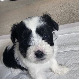Girl 1 - Black & white female Maltipoo puppy in Nampa, Idaho from Dawn's Maltipoos