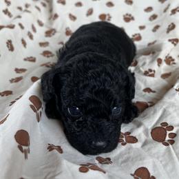 Cockapoo and Poodle Puppies from Kathy Maize