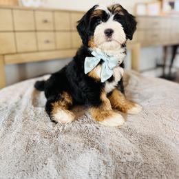 Scout - Tri-color male Bernedoodle puppy in Port Orange, Florida from Royal doodles of Florida