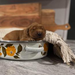 Golden Retriever Puppies from Shupe’s Sweet Southern Goldens