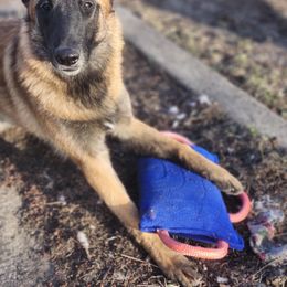 Australian Shepherd and Belgian Malinois Puppies from Rock 'n Wool Aussies & Malinois