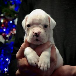 Sparkles - White male Boxer puppy in Thompson, Pennsylvania from Moonlitboxers