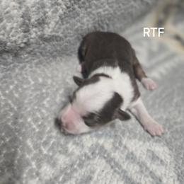 Girl 1 - Red tri female Miniature Australian Shepherd puppy in Bend, Oregon from Badlands Toy and Mini Aussies