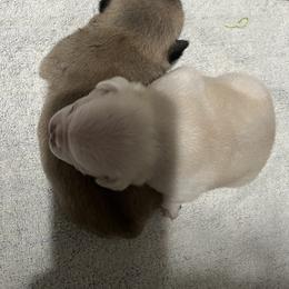 Pug Puppies from Southern Pugs