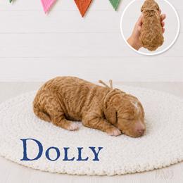 Dolly - Cream female Goldendoodle puppy in Jerome, Michigan from Haaspawz