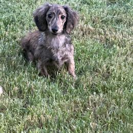 Lilith - Dachshund