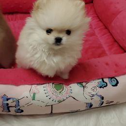 Pomeranian Puppies from Kayra Pomeranians